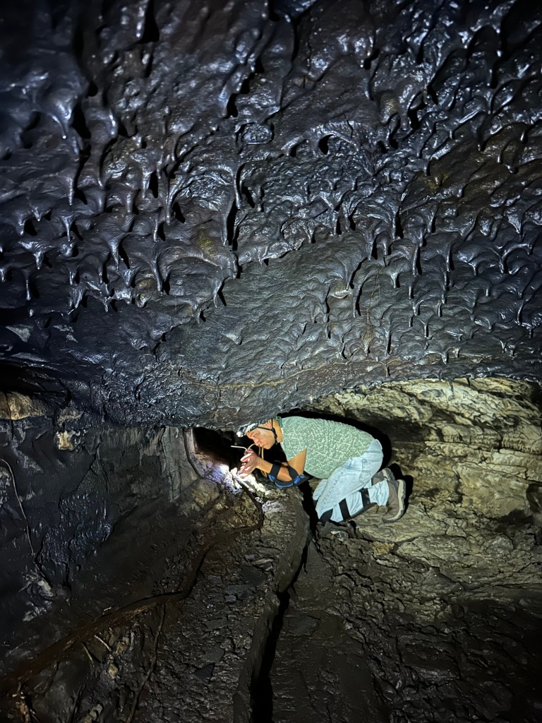 Dr. Cabuslay hunched over, collecting arthropods in a lava tube